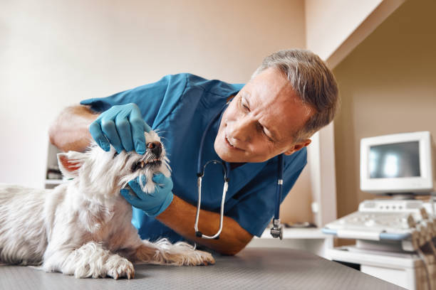Best Cosmetic Emergency Dentistry in Sugarland Run, VA